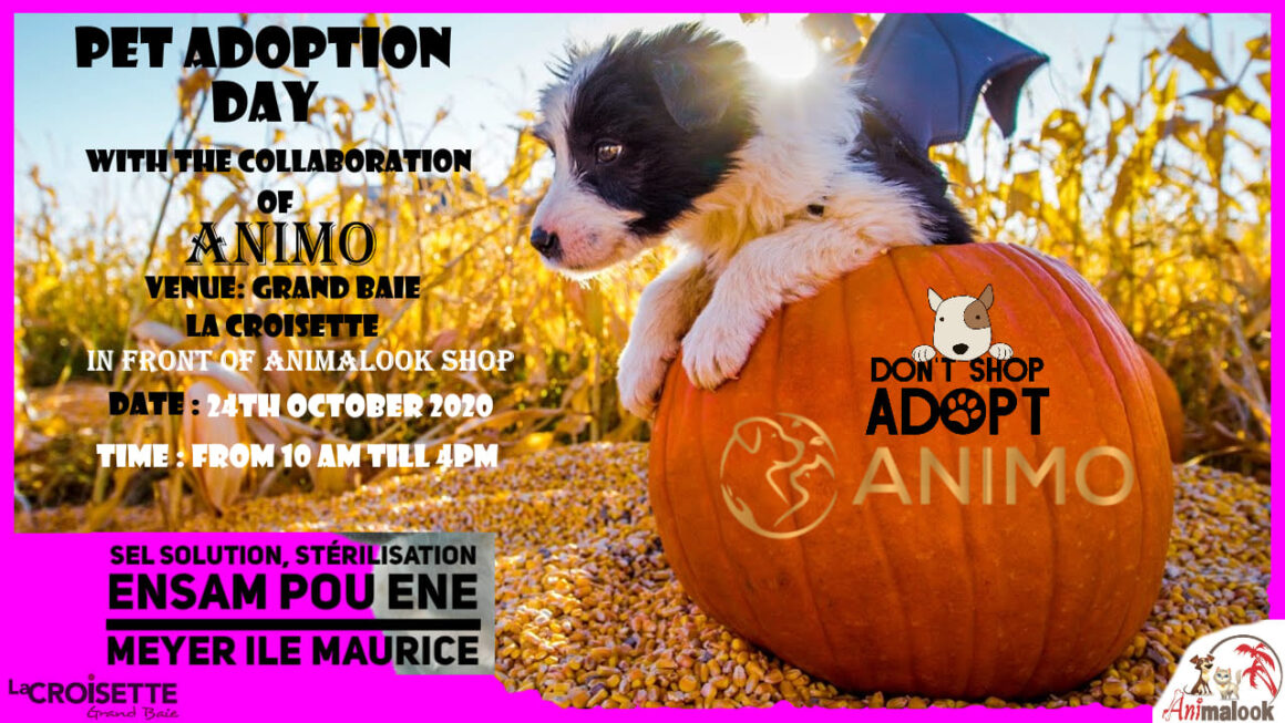 Adoption Day at Animalook - 24 Oct 2020